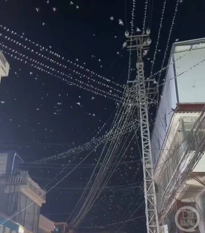 云南一地大量燕子夜间满天飞,地震局:每年都有的常见现象